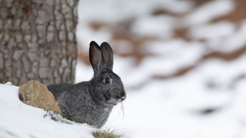 Do Rabbits Have Fleas in the Winter