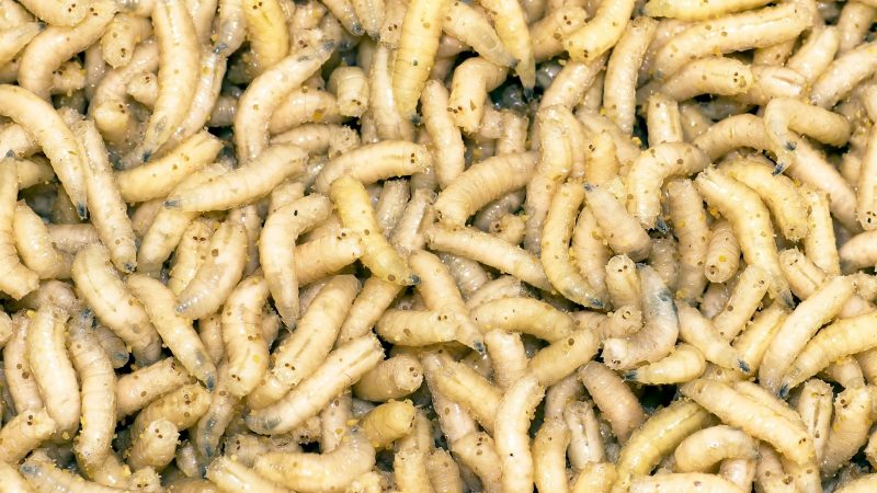 Do Termite Larvae Look Like Maggots