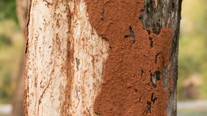 Do Termites Live in Trees