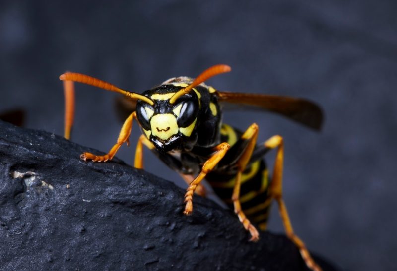 Do Wasps Attack at Night