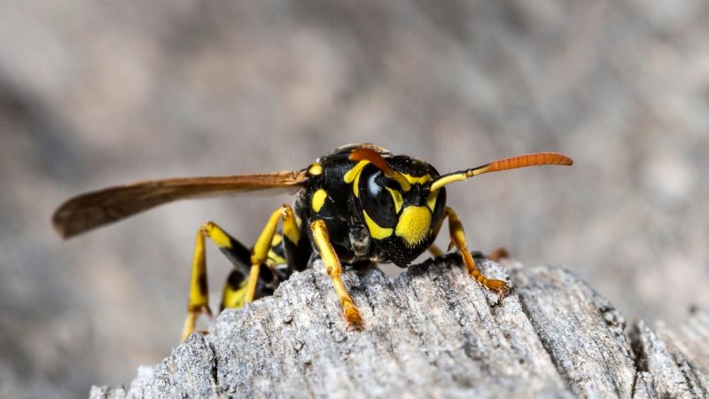 Do Wasps Attack for No Reason