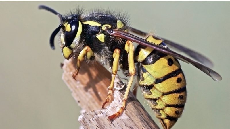 Do Wasps Sleep at Night