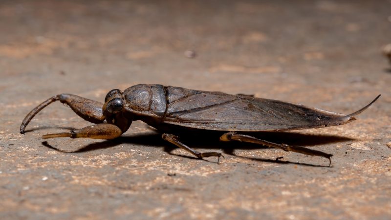 Giant Water Bug