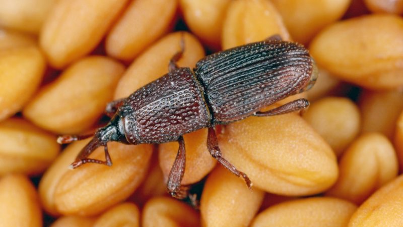 Grain weevils