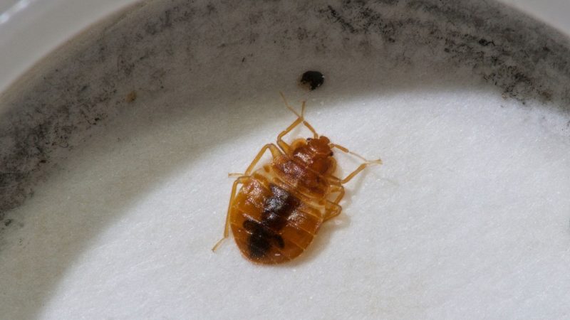 How Big Are Bed Bug Droppings