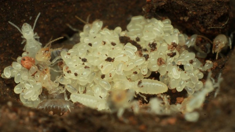 How Big Are Termite Larvae