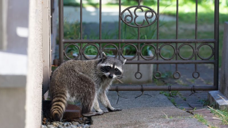 How Can You Find a Raccoon Nest