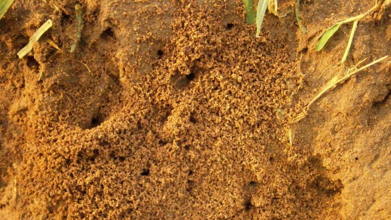 How Deep Are Fire Ant Colonies