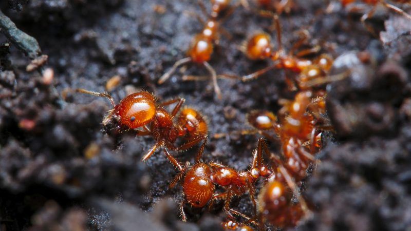 How Do Fire Ant Colonies Survive Rain
