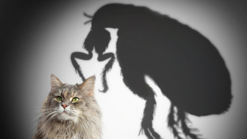 How Do Fleas Travel Long Distances