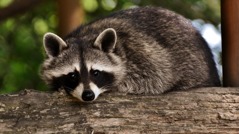 sounds that scare raccoons