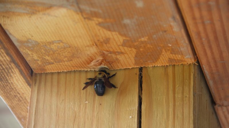 How Do You Find a Carpenter Bee Nest