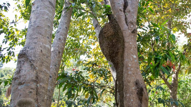 How Do You Know if a Tree Has Termites