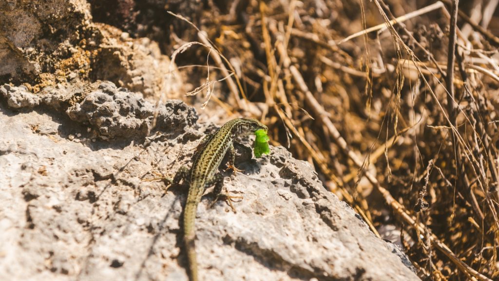 How Does Lizard Catches Its Prey