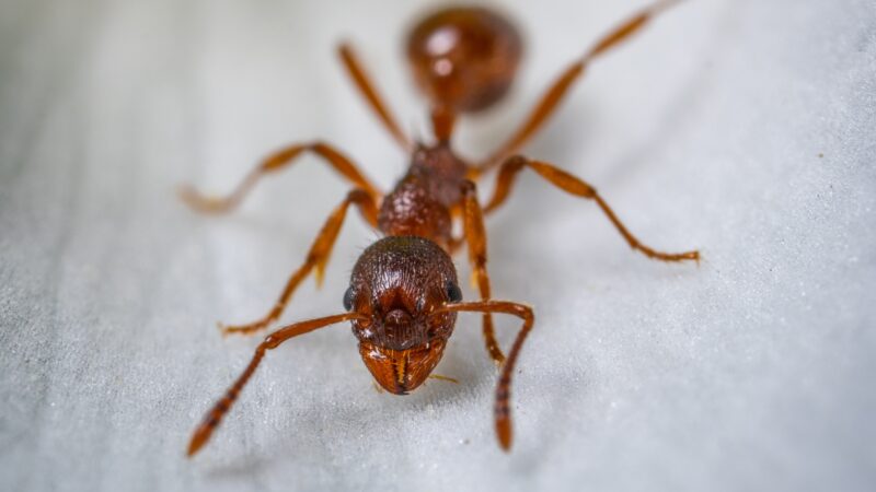 How Long Do Red Ants Live