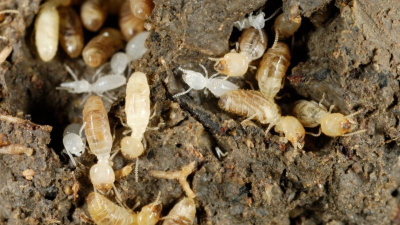 What Do Termite Larvae Look Like Identification And Control Guide