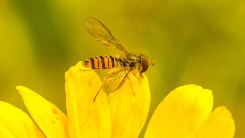 How Long Does Wasp Season Last