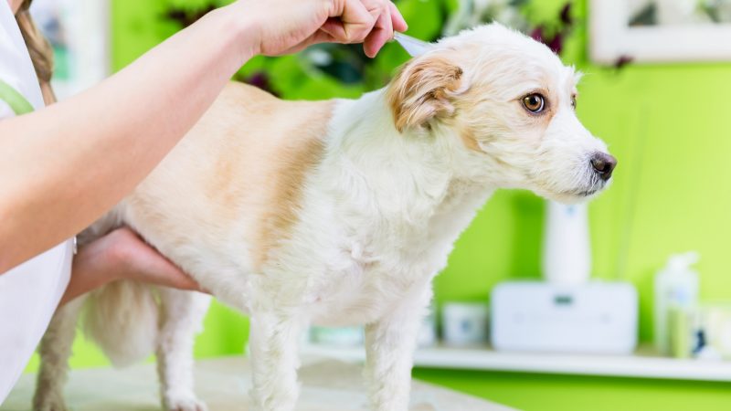 How Often Should I Put Diatomaceous Earth on My Dog for Fleas