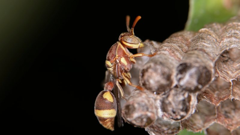 How to Find and Get Rid of Red Wasp Nest