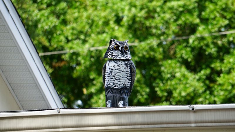 How to Get Birds Out of My Roof