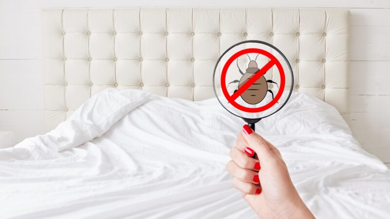 How to Get Rid of Bed Bugs