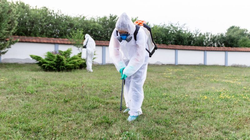 Sådan slipper du af Ground Nesting Bees Digger Bees Treatment