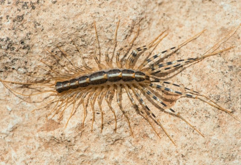 How to Get Rid of House Centipedes Naturally? | Control Guide - Pest Samurai