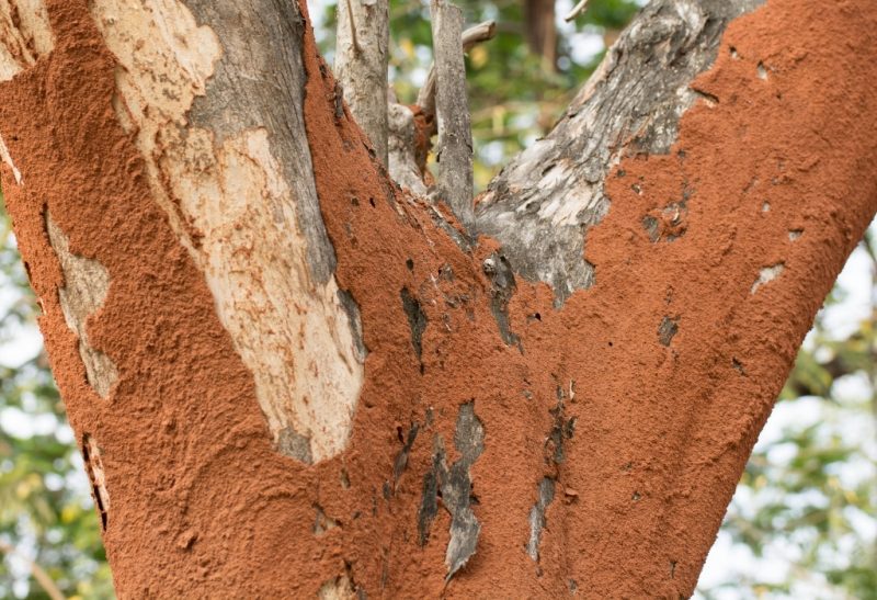 How to Get Rid of Termites in Trees