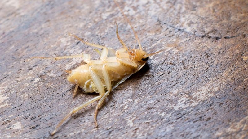 Albino and White German Roaches | Uncommon Variations Explained! - Pest ...