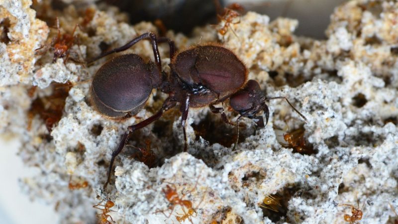 How to Get Rid of a Queen Ant