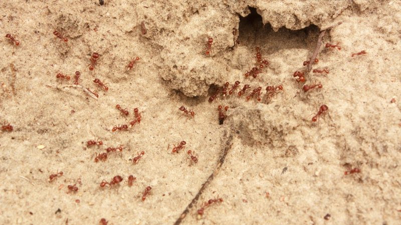 How to Prevent Fire Ant Bites