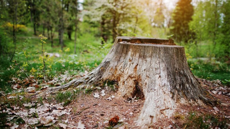 How to Prevent Termites in Tree Stumps