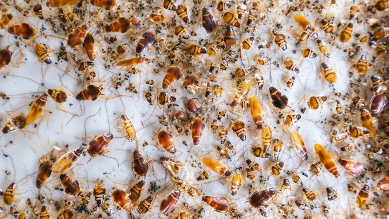 How to Use Bed Bug Traps