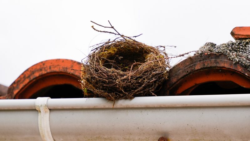 Is It Bad if Birds Nest on Your Roof