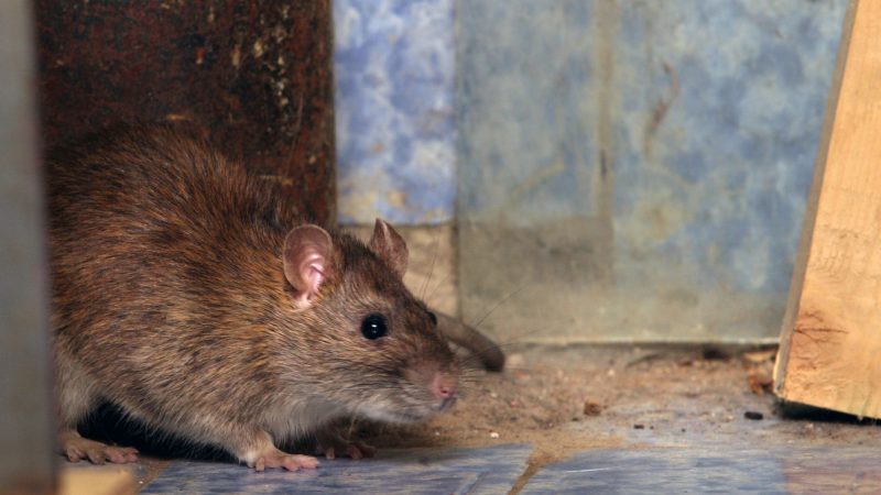 Is Rodent Removal Difficult