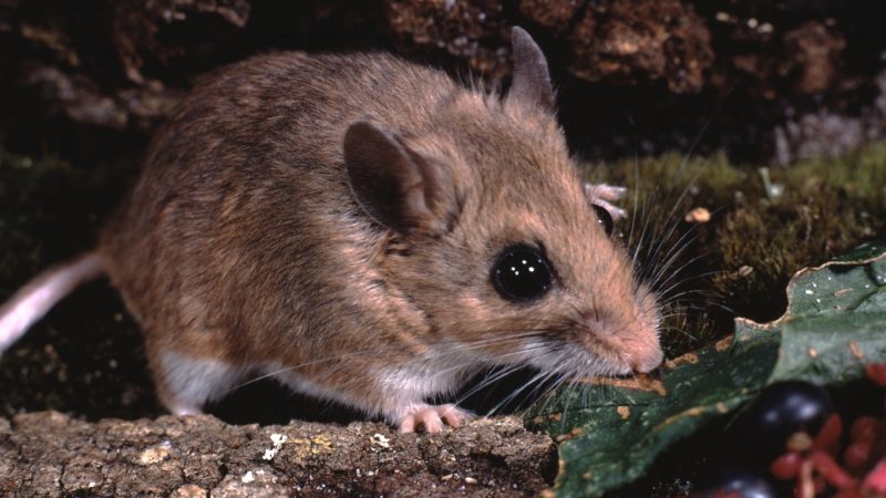 Is a Deer Mouse Bigger Than a House Mouse