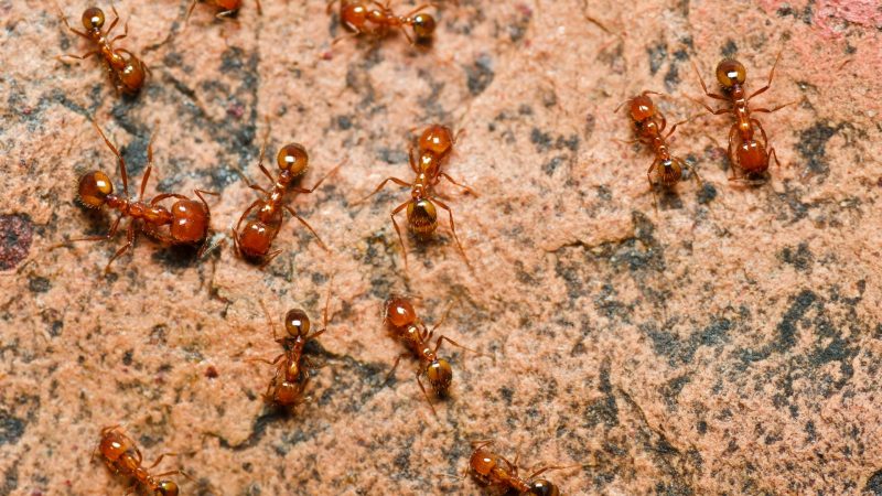 Is an Ant Colony a Complex System
