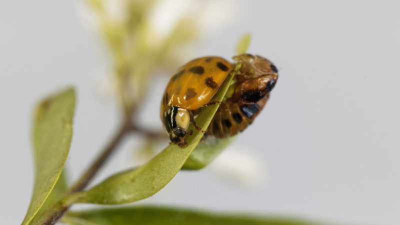 Life Cycle of Asian Lady Beetle