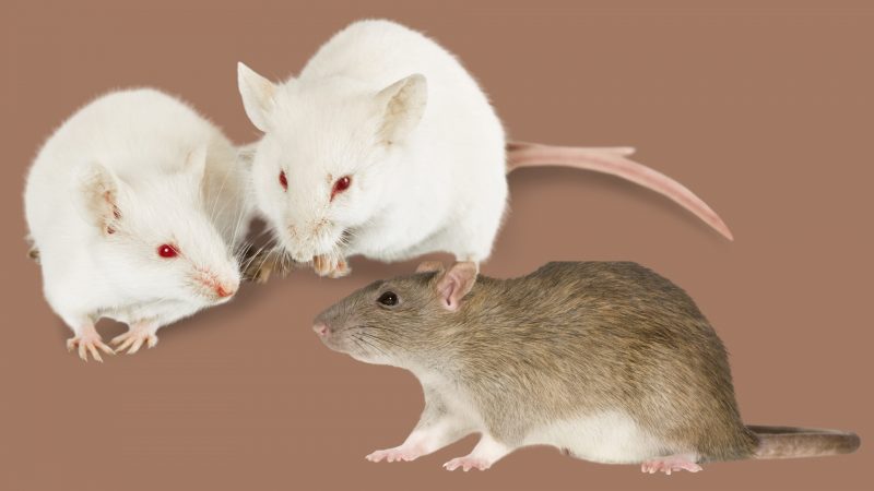 Mice vs. Rats Most Common Pest Rodents