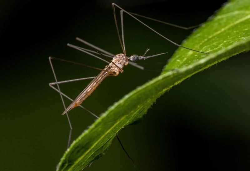 Mosquito Eaters Facts You Should Know
