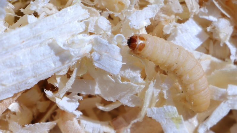 White Worms Crawling Up Walls In Living Room