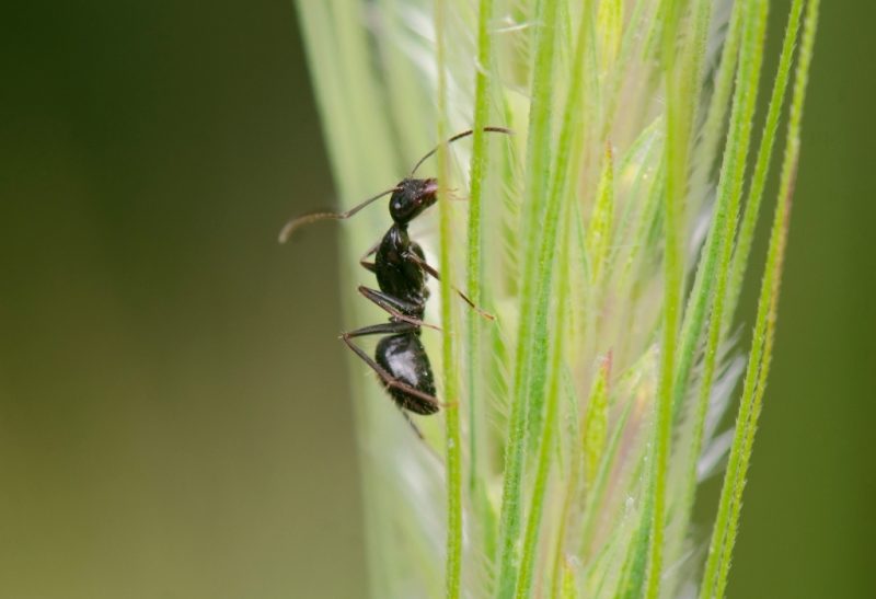 Natural Ways to Get Rid of Little Black Ants