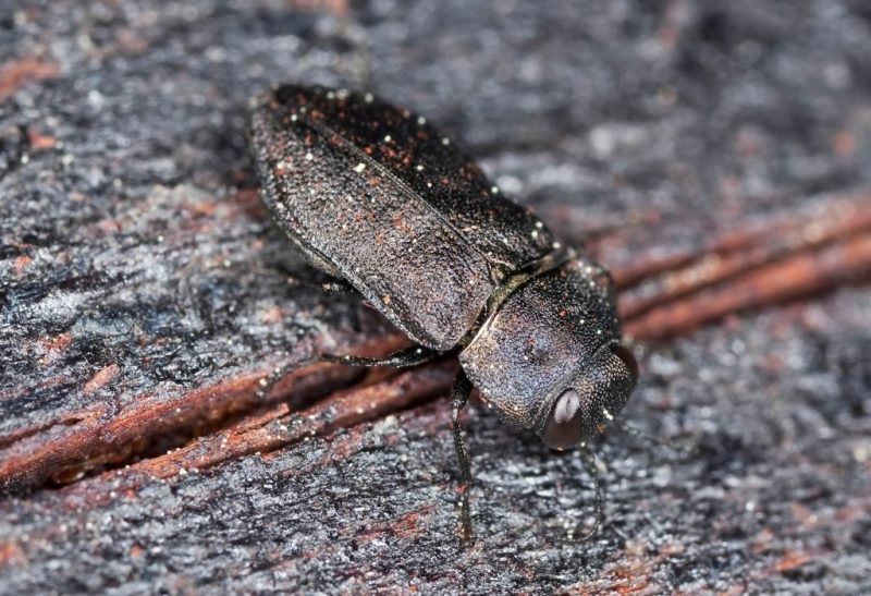 Powderpost Beetle Identification, Habitat, and Behavior