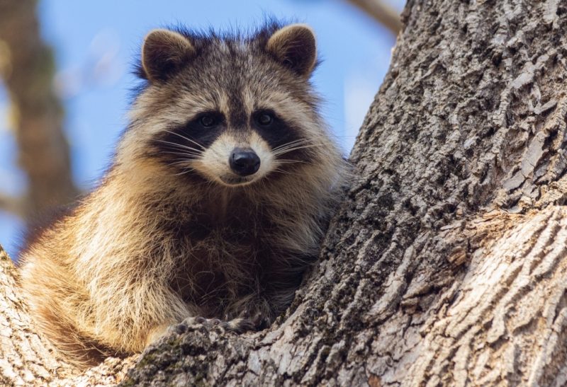 Raccoon Sounds | [Explained] - Pest Samurai