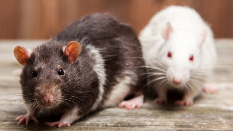 Rats vs. Mice