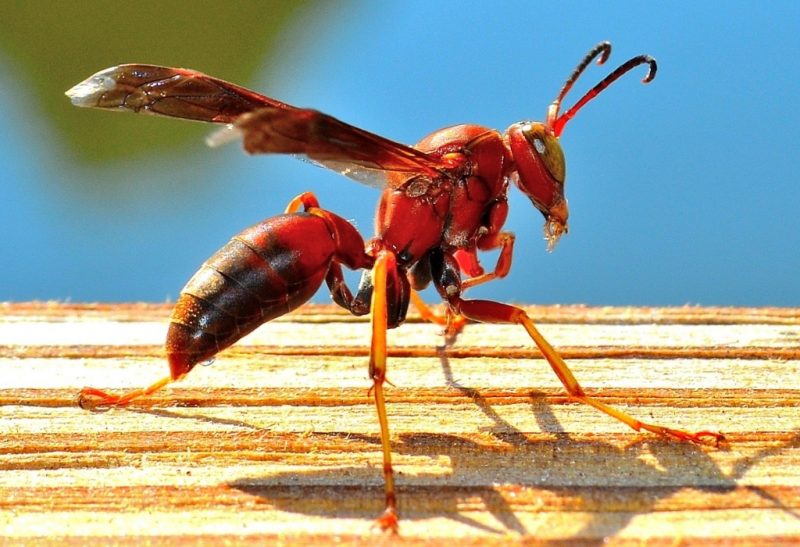 Red Wasps