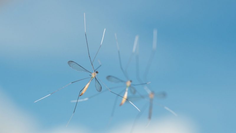 Should I Get Rid of Crane Flies (Mosquito Eater)