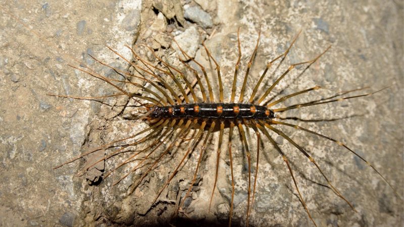 Should You Kill House Centipedes