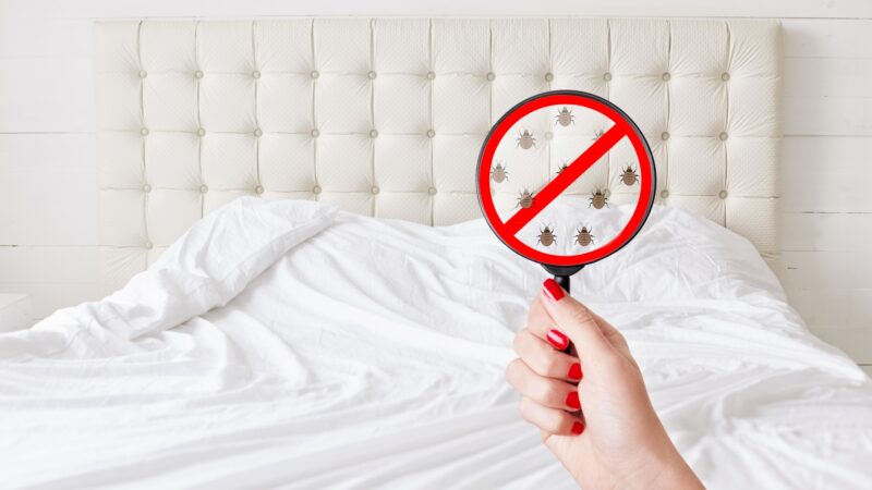 Signs of Bed Bug Infestation