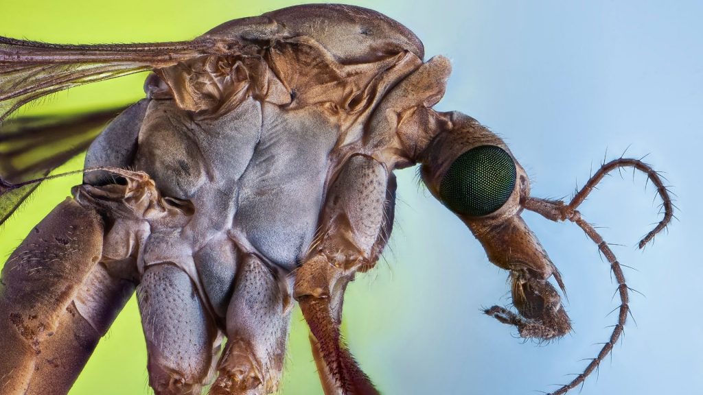 The Life Cycle of a Crane Fly